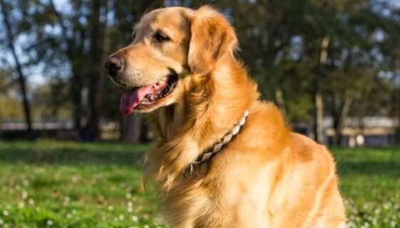 Common Health Problems in Golden Retrievers