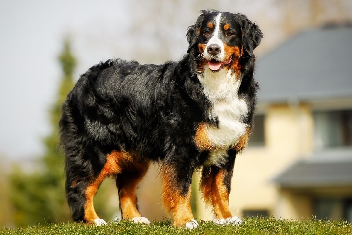 Bernese Mountain Dog Bernese Mountain Dog