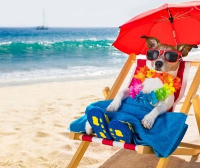 Dog Beach Tips