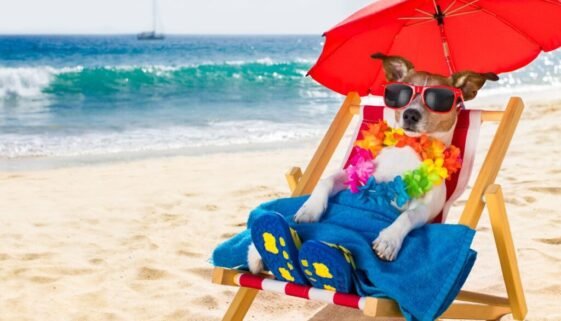 Dog Beach Tips