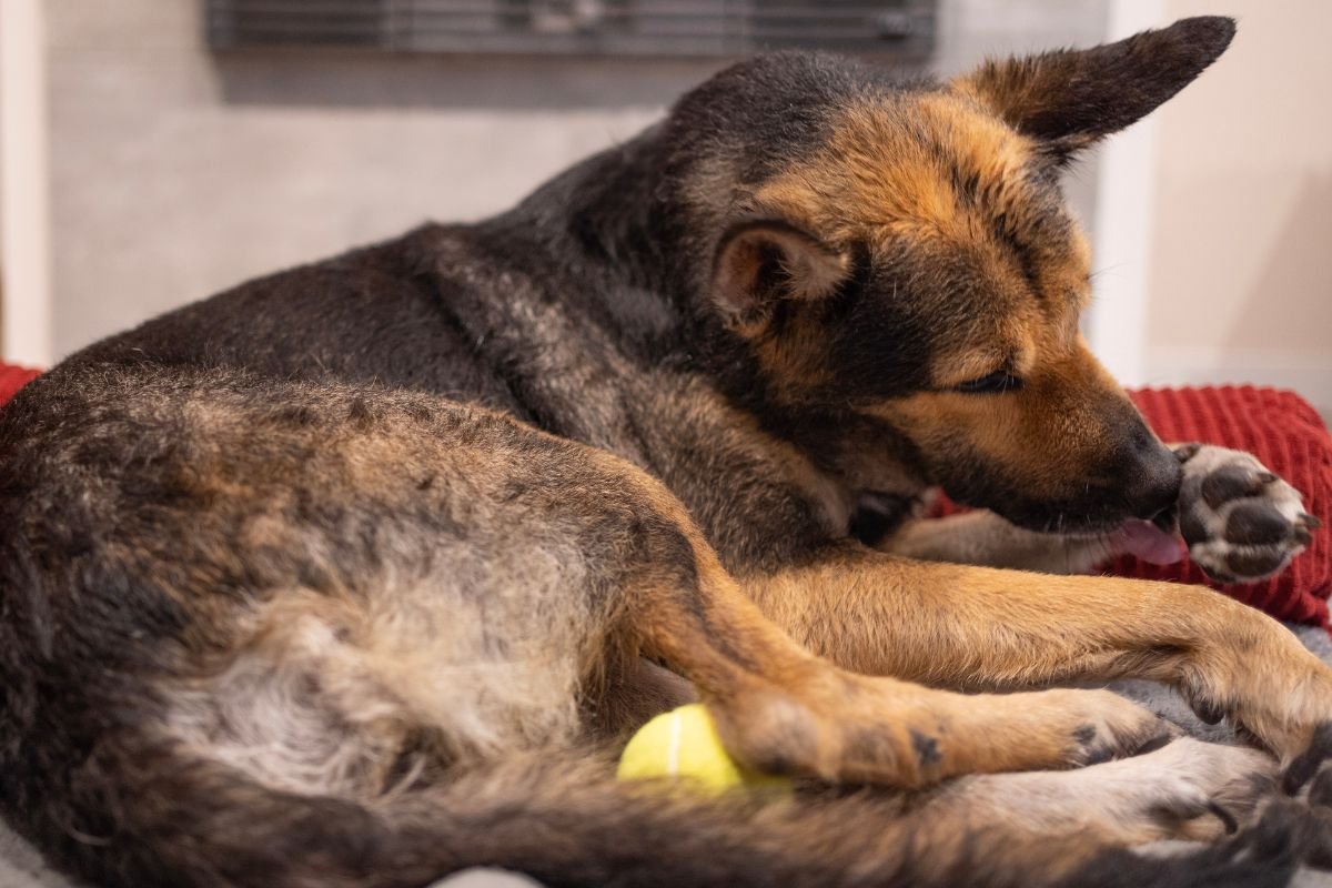 Reasons Dogs Lick Their Paws Reasons Dogs Lick Their Paws