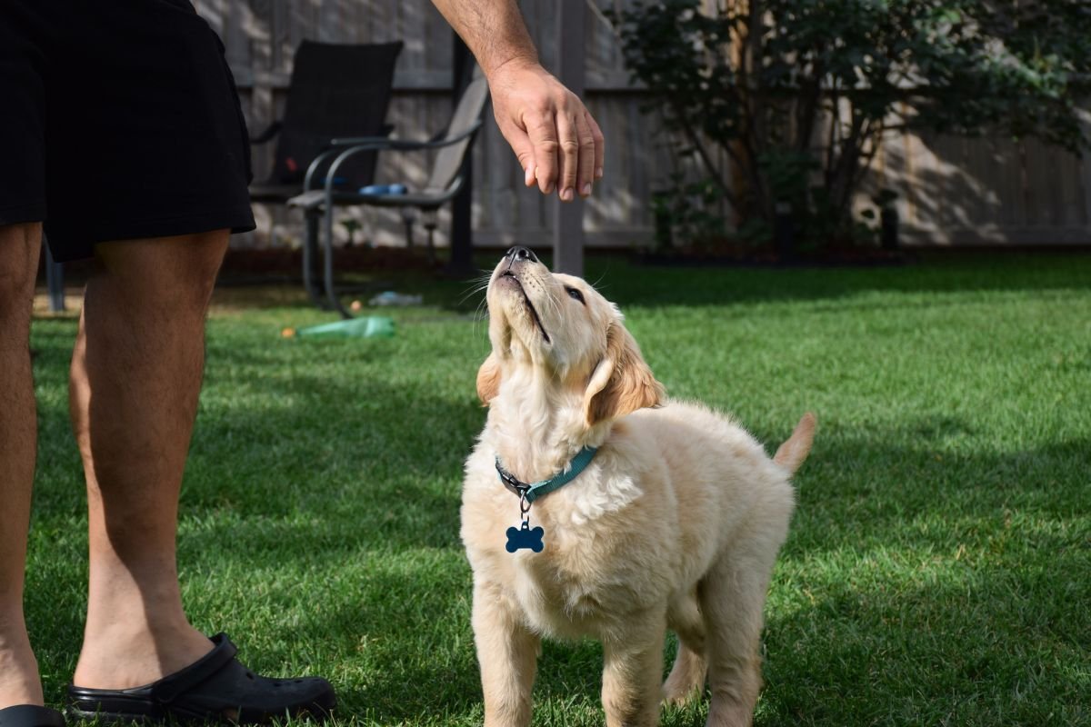 Training Basics Setting Yourself and Your Dog Up for Success Training Basics Setting Yourself and Your Dog Up for Success
