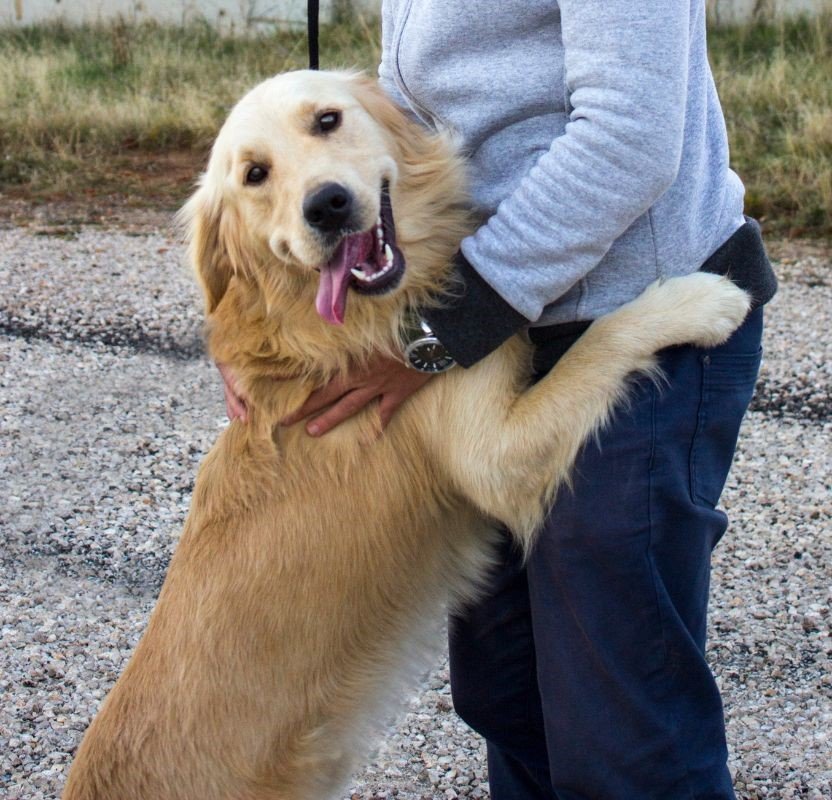 Golden Retriever Jumping on People Golden Retriever Jumping on People