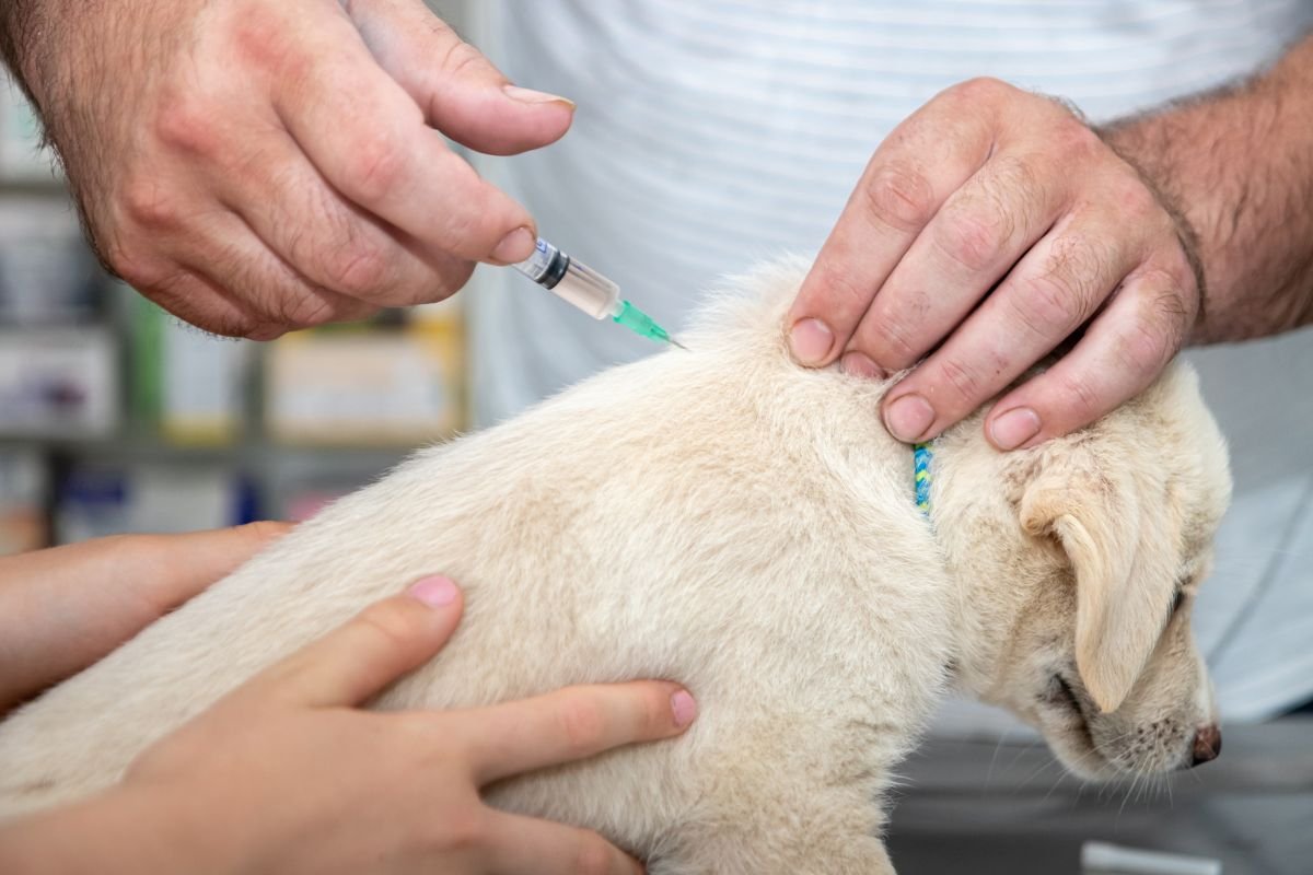 Booster Shots and Annual Vaccines for Golden Retriever Booster Shots and Annual Vaccines for Golden Retriever