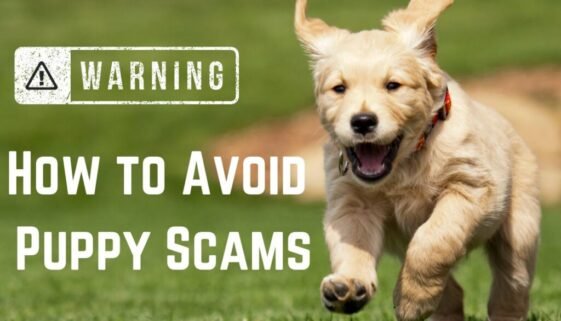 How to Avoid Puppy Scams