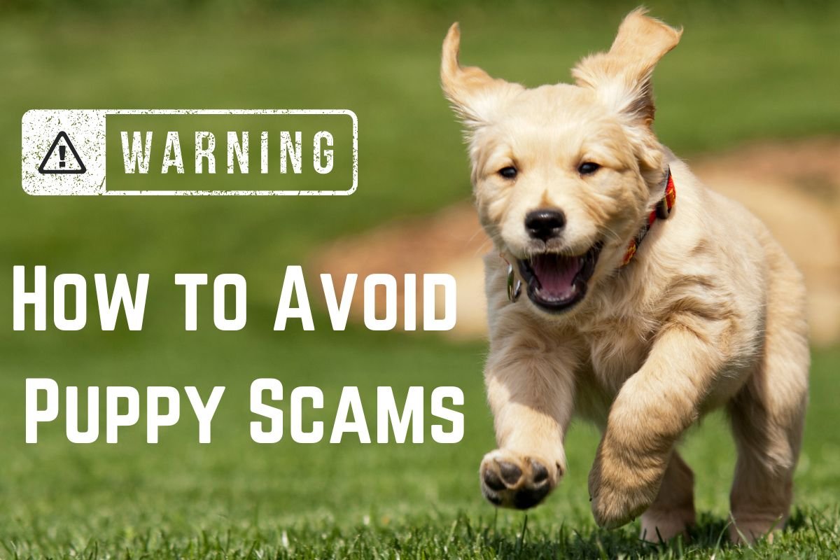 How to Avoid Puppy Scams How to Avoid Puppy Scams