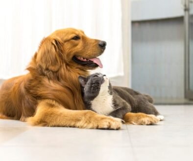 Are Golden Retrievers Good With Cats. A Guide to Furry Friendship