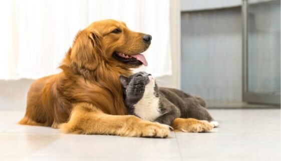 Are Golden Retrievers Good With Cats. A Guide to Furry Friendship