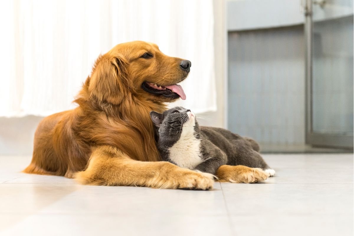 Are Golden Retrievers Good With Cats? A Guide to Furry Friendship Are Golden Retrievers Good With Cats. A Guide to Furry Friendship