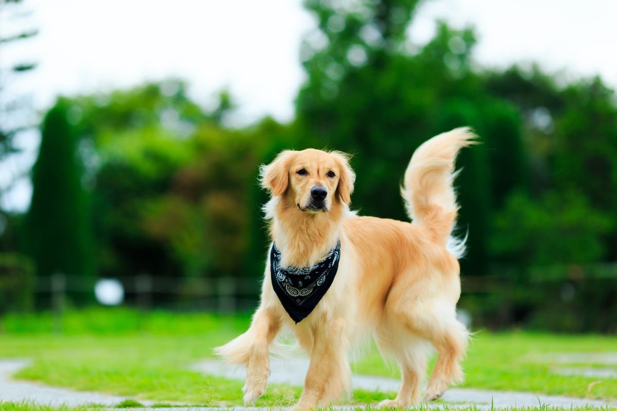 Favorite spot for many Golden Retrievers is the area along their back Favorite spot for many Golden Retrievers is the area along their back