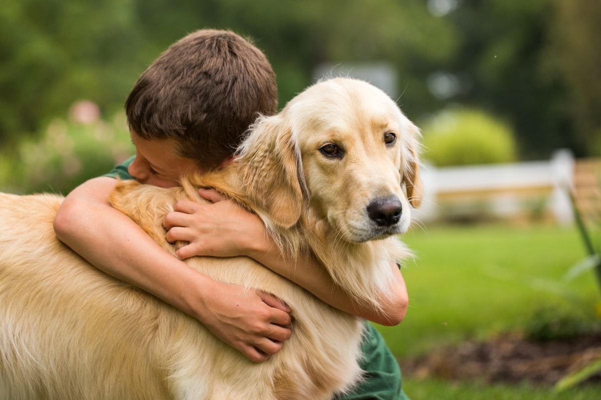 Golden Retriever Unmatched Loyalty and Companionship Golden Retriever Unmatched Loyalty and Companionship