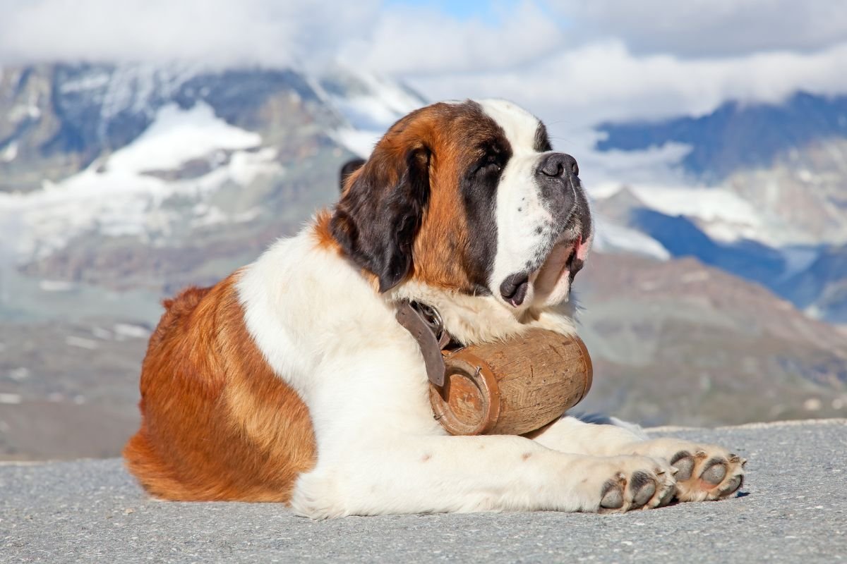 Saint Bernard Saint Bernard