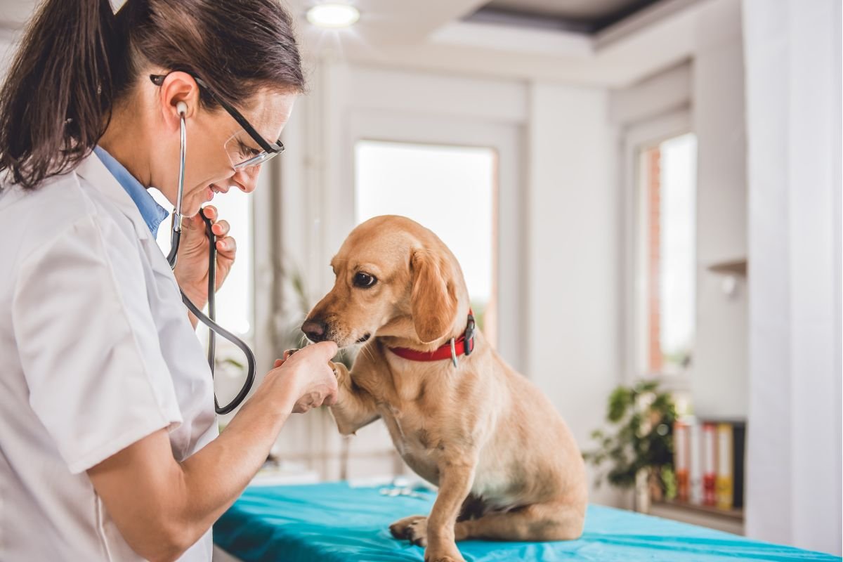 How to Address Excessive Paw-Licking How to Address Excessive Paw-Licking