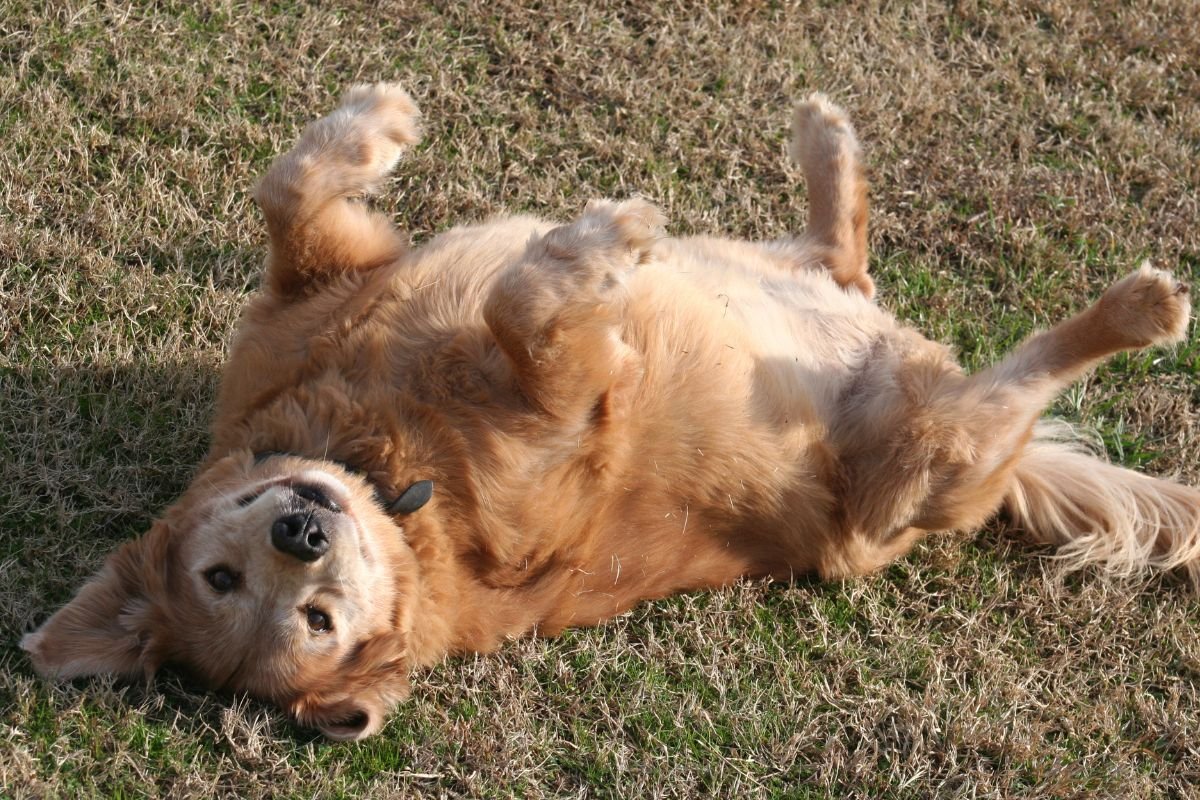 Golden Retriever Classic Belly Rub Golden Retriever Classic Belly Rub