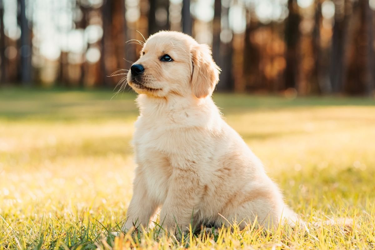 Puppy Scam Puppy Scam