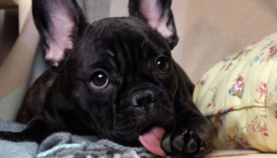 Why Do Dogs Lick Their Paws
