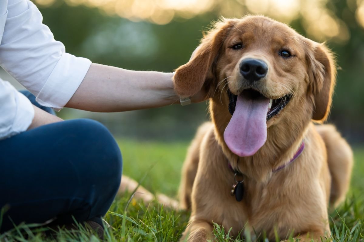 Golden Retriever Ever-Popular Ear Scratch Golden Retriever Ever-Popular Ear Scratch