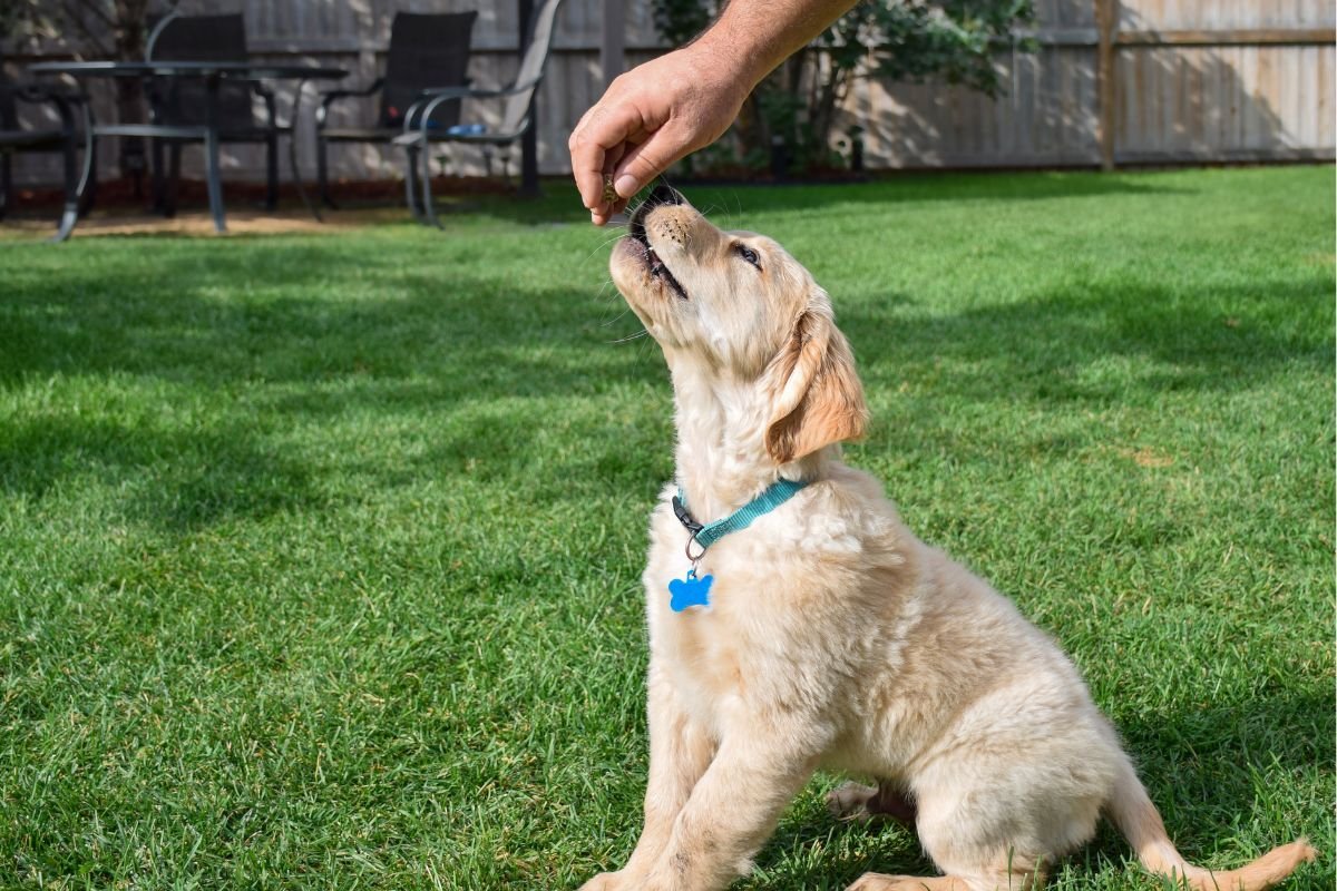 Golden Retriever Easy to Train: Intelligent and Eager to Please Golden Retriever Easy to Train: Intelligent and Eager to Please