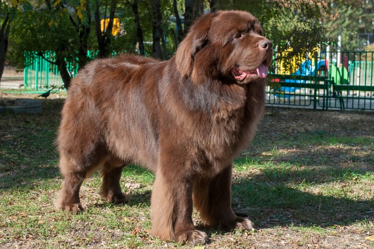 Newfoundland Newfoundland