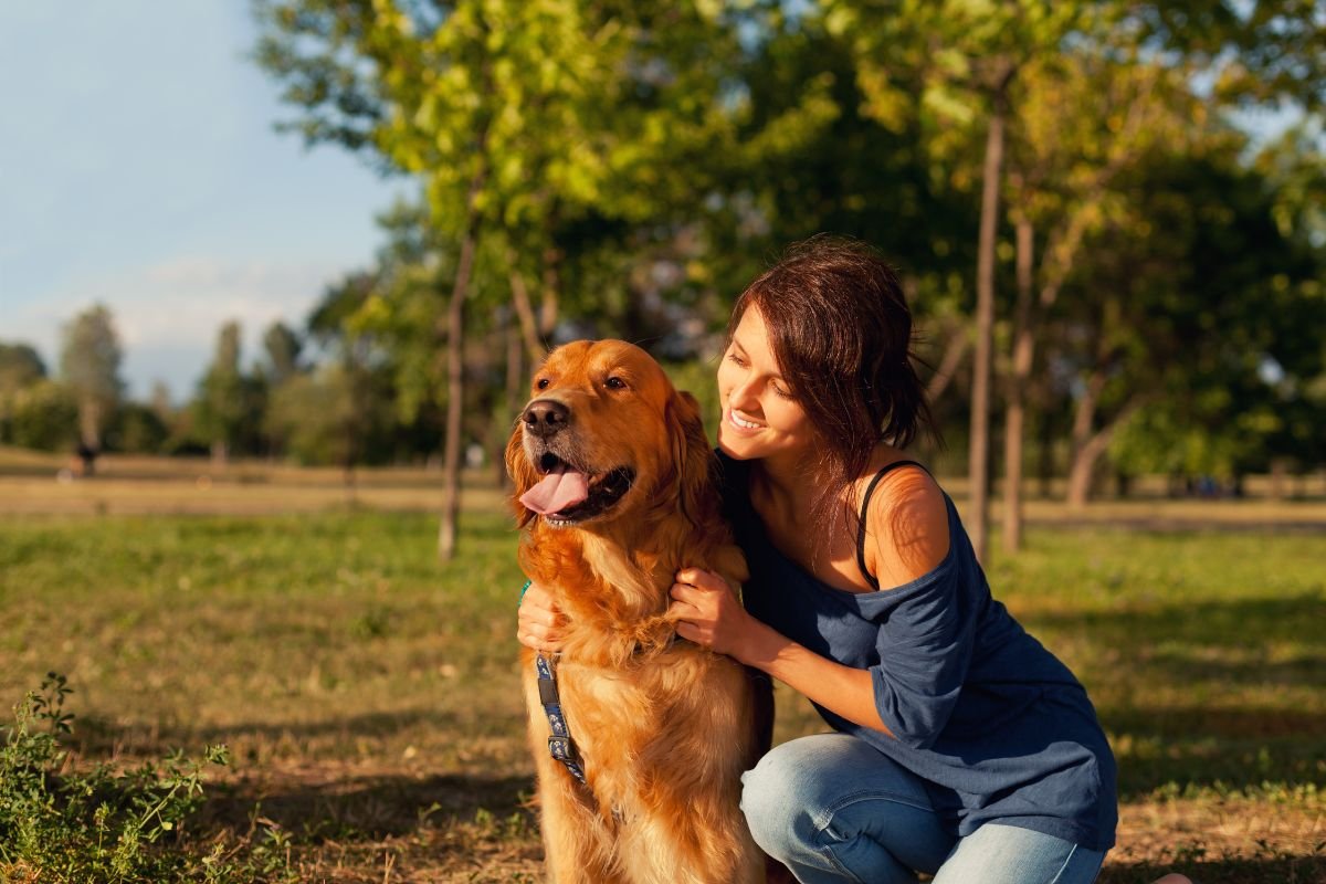 Gentle Shoulder Strokes to Golden Retriever Gentle Shoulder Strokes to Golden Retriever