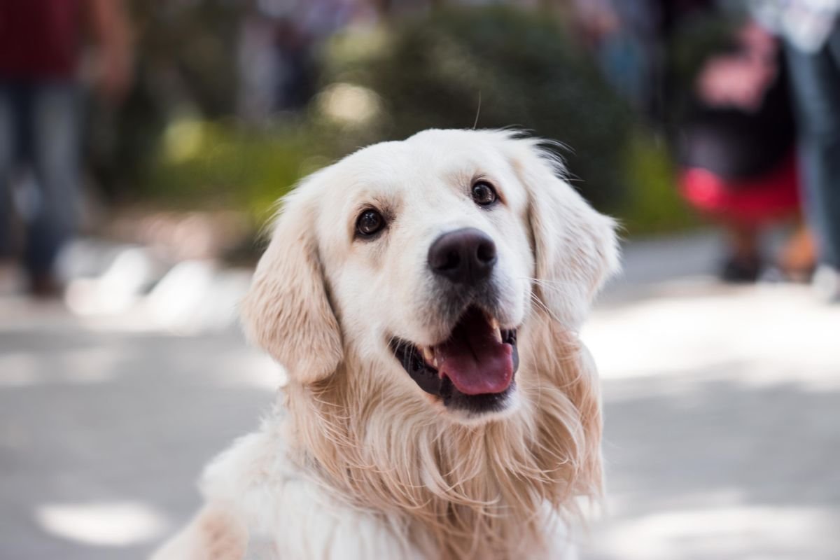 English Cream Golden Retriever English Cream Golden Retriever