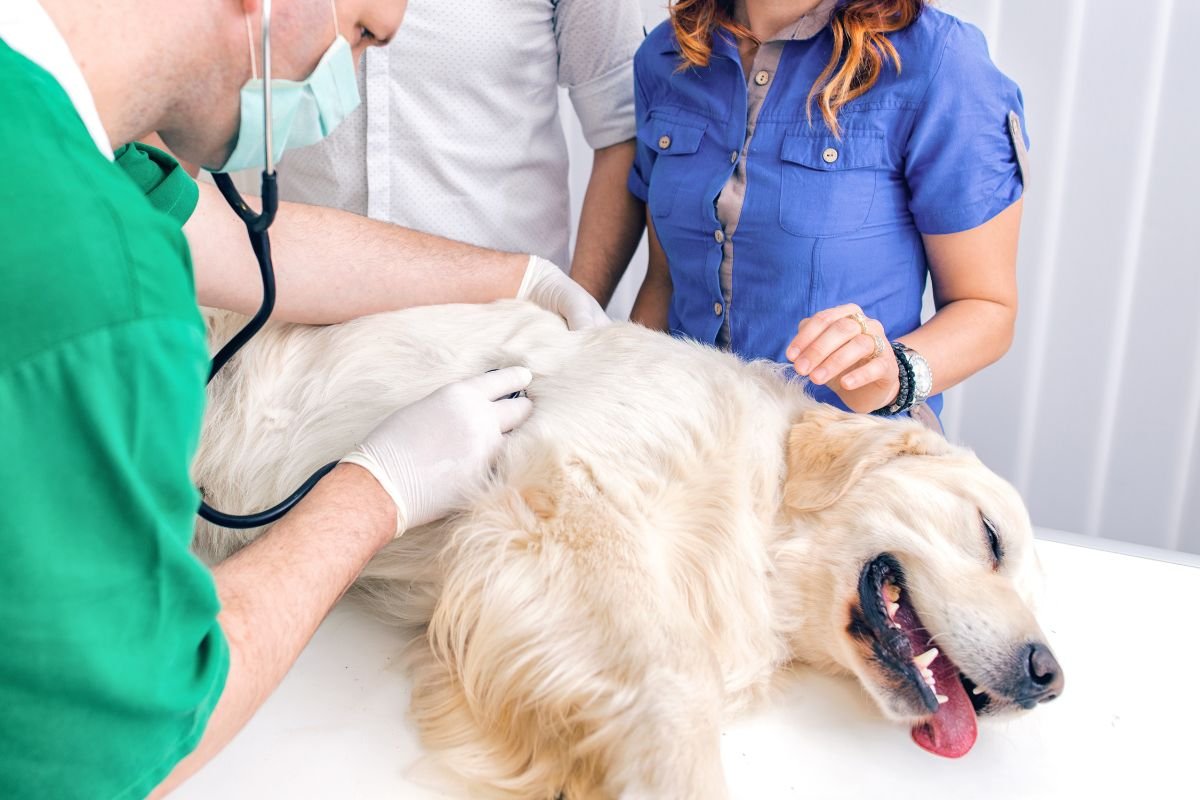 Golden Retriever Heart Problems Golden Retriever Heart Problems