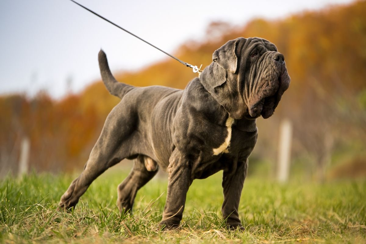 Mastiff Mastiff