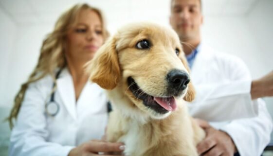 Golden Retriever Puppy Vaccine Schedule