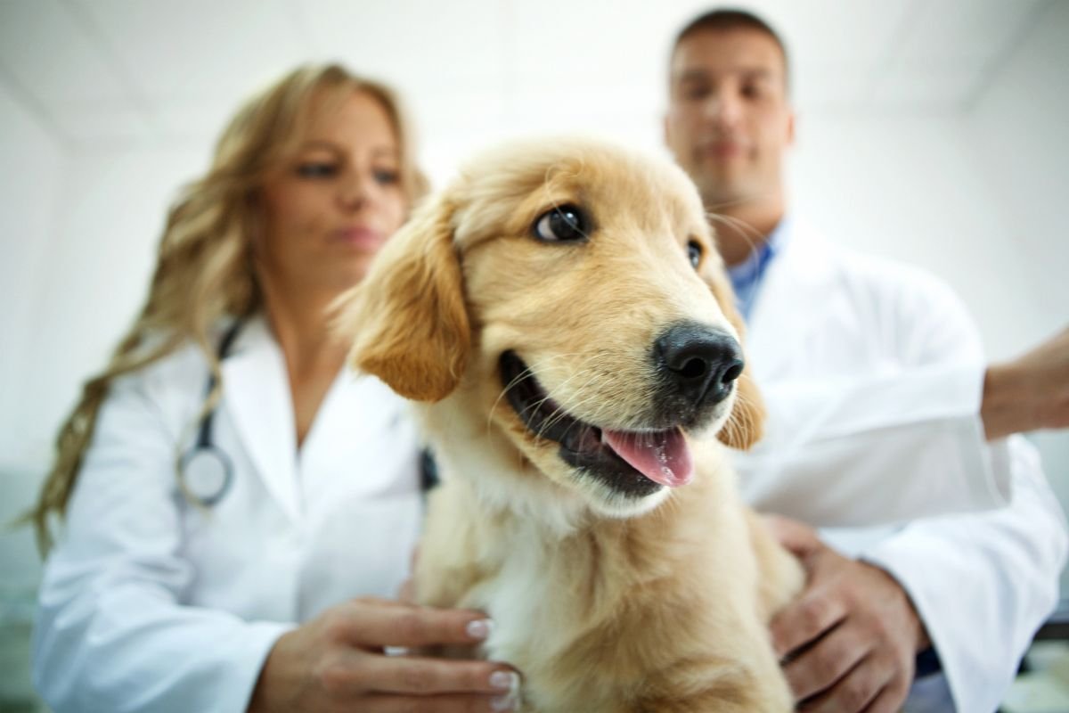 Golden Retriever Puppy Vaccine Schedule Golden Retriever Puppy Vaccine Schedule