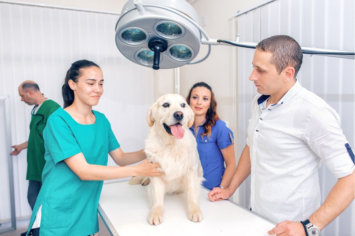 Golden Retriever Skin Allergies and Hot Spots Golden Retriever Skin Allergies and Hot Spots