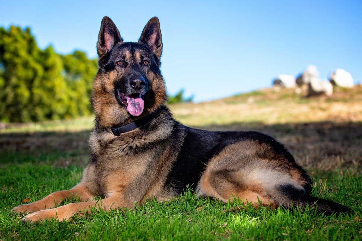 German Shepherd German Shepherd