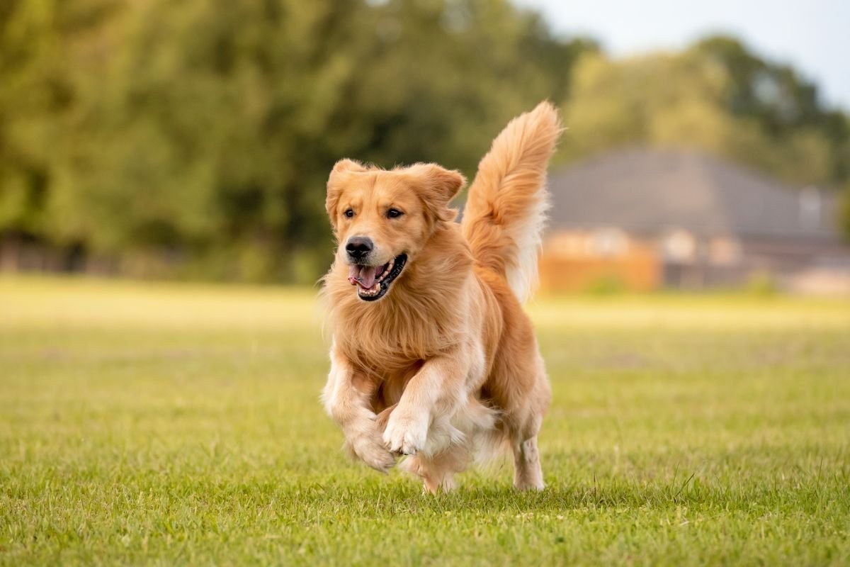 Golden Retriever Active Lifestyle: Your New Fitness Partner Golden Retriever Active Lifestyle: Your New Fitness Partner