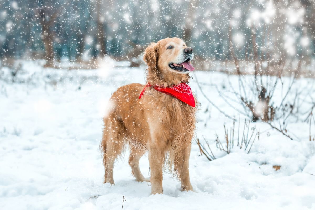 Canadian Golden Retriever Canadian Golden Retriever