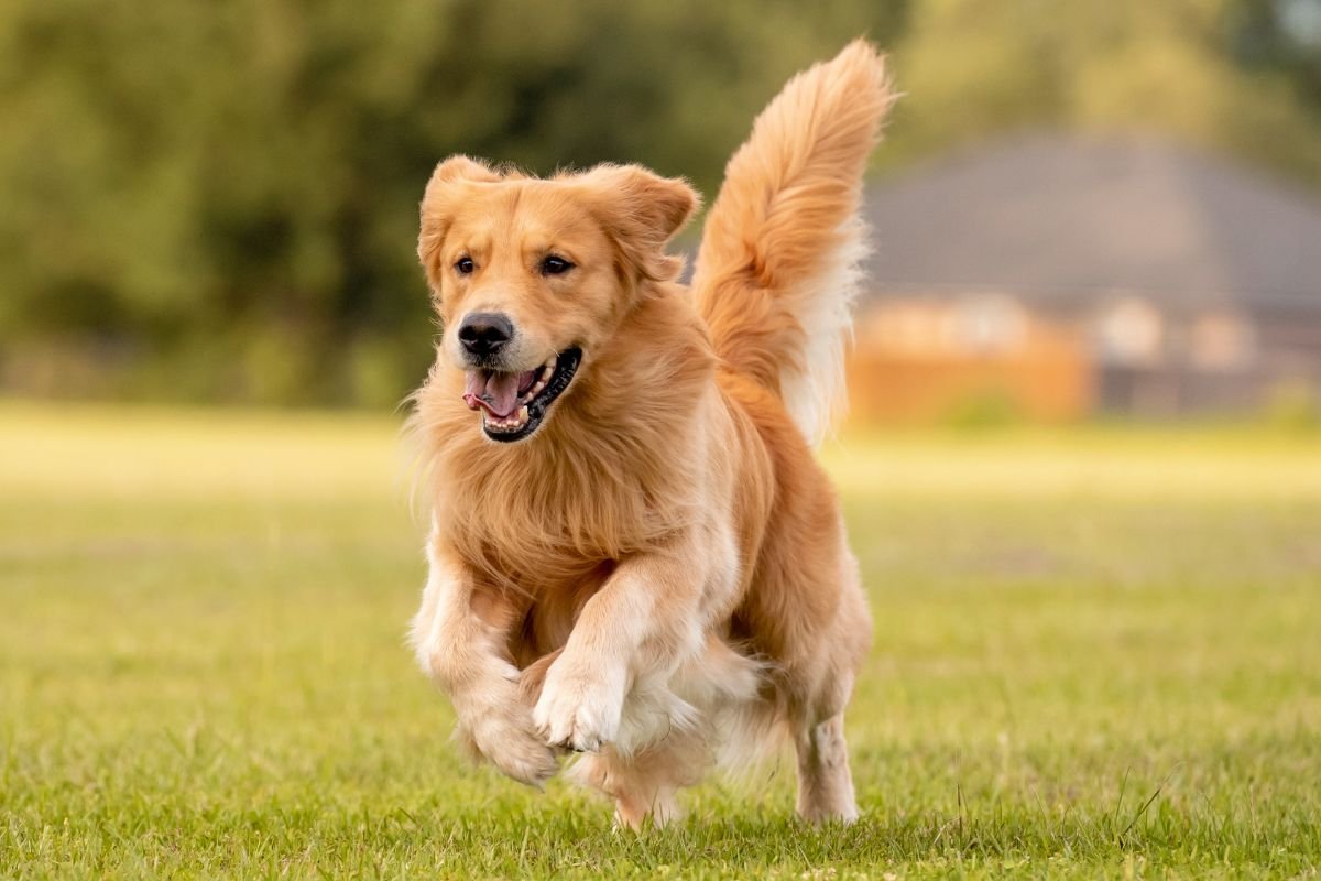 Golden Retriever Golden Retriever
