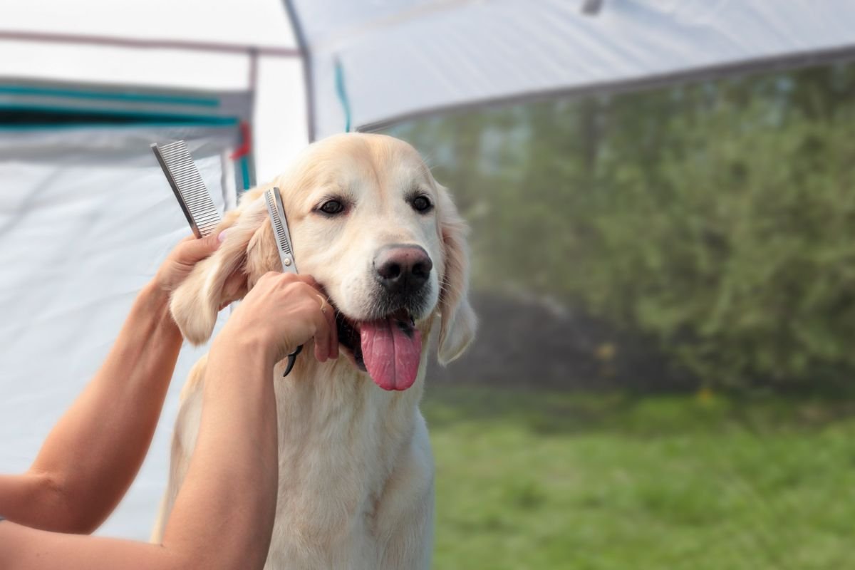 Golden Retriever Grooming Golden Retriever Grooming