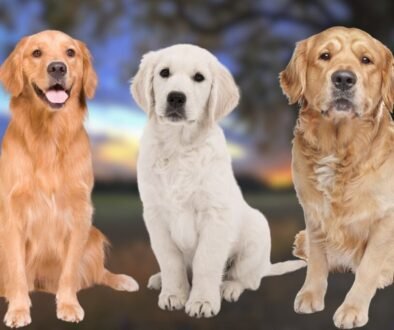 Types of Golden Retrievers A Complete Guide to These Lovable Pups