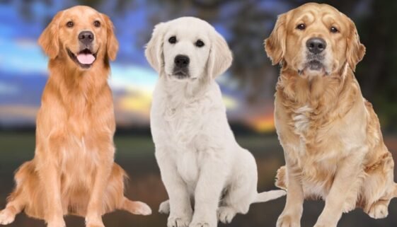 Types of Golden Retrievers A Complete Guide to These Lovable Pups