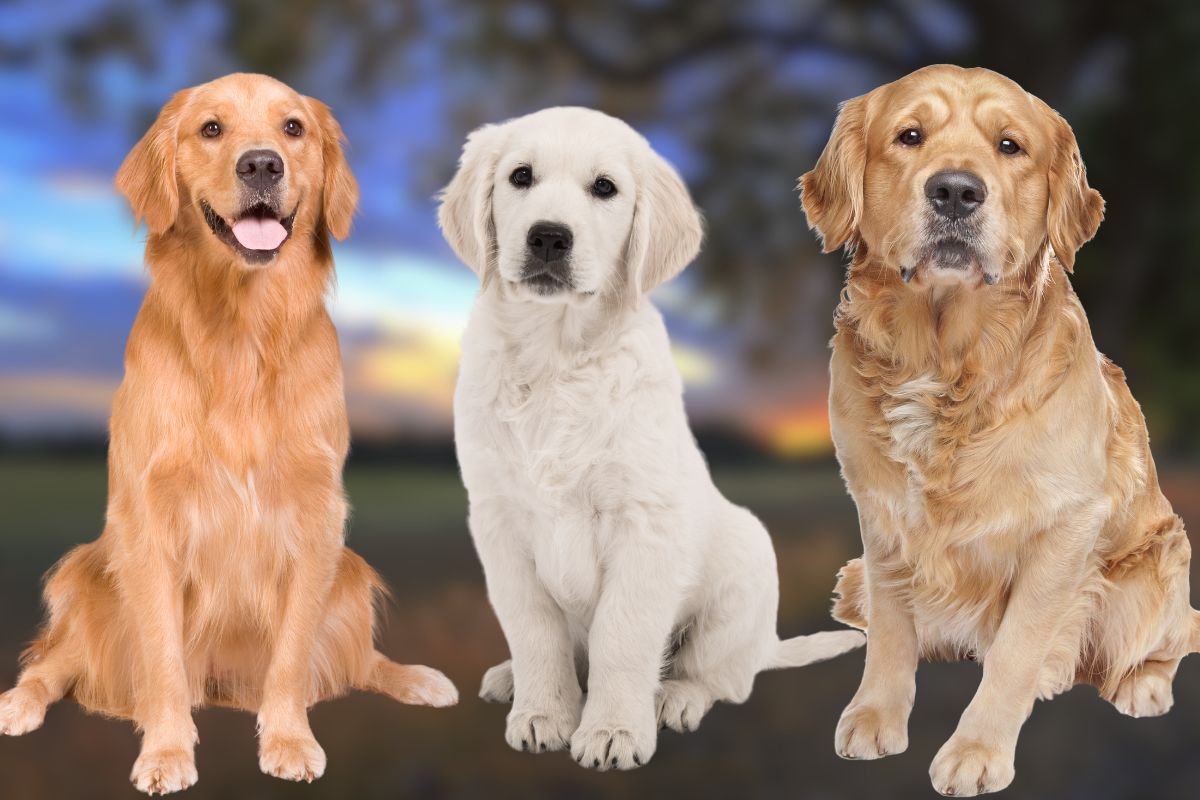 Types of Golden Retrievers Types of Golden Retrievers A Complete Guide to These Lovable Pups