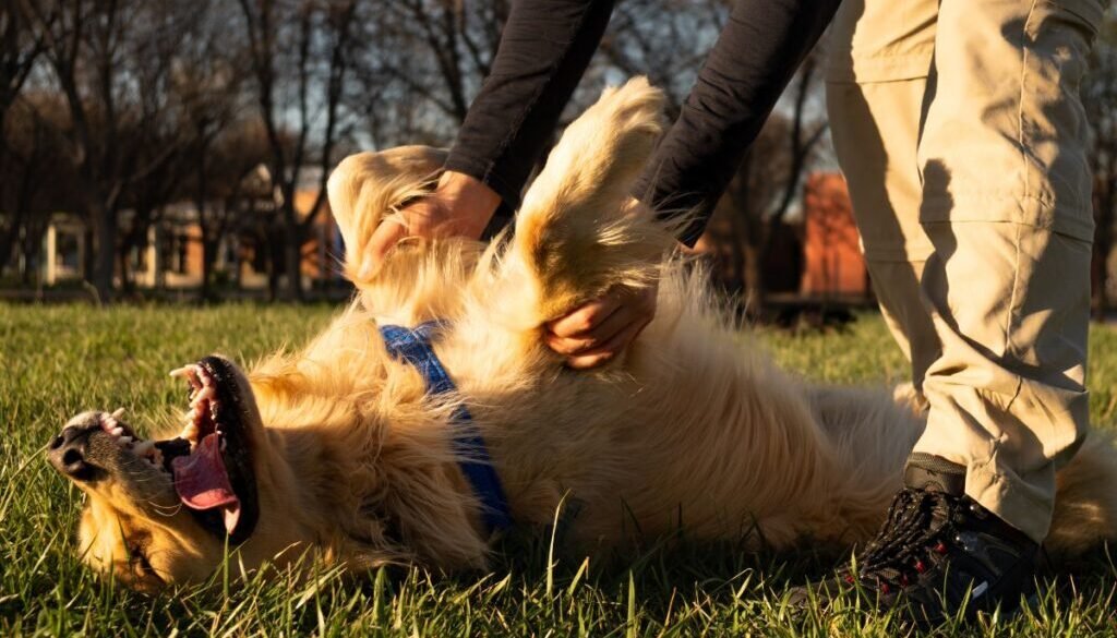 Golden Retrievers’ Favorite Petting Spots