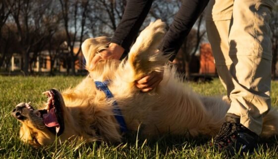 Golden Retrievers’ Favorite Petting Spots
