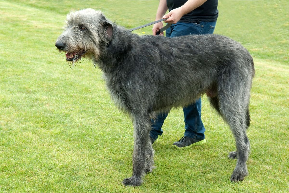 Irish Wolfhound Irish Wolfhound