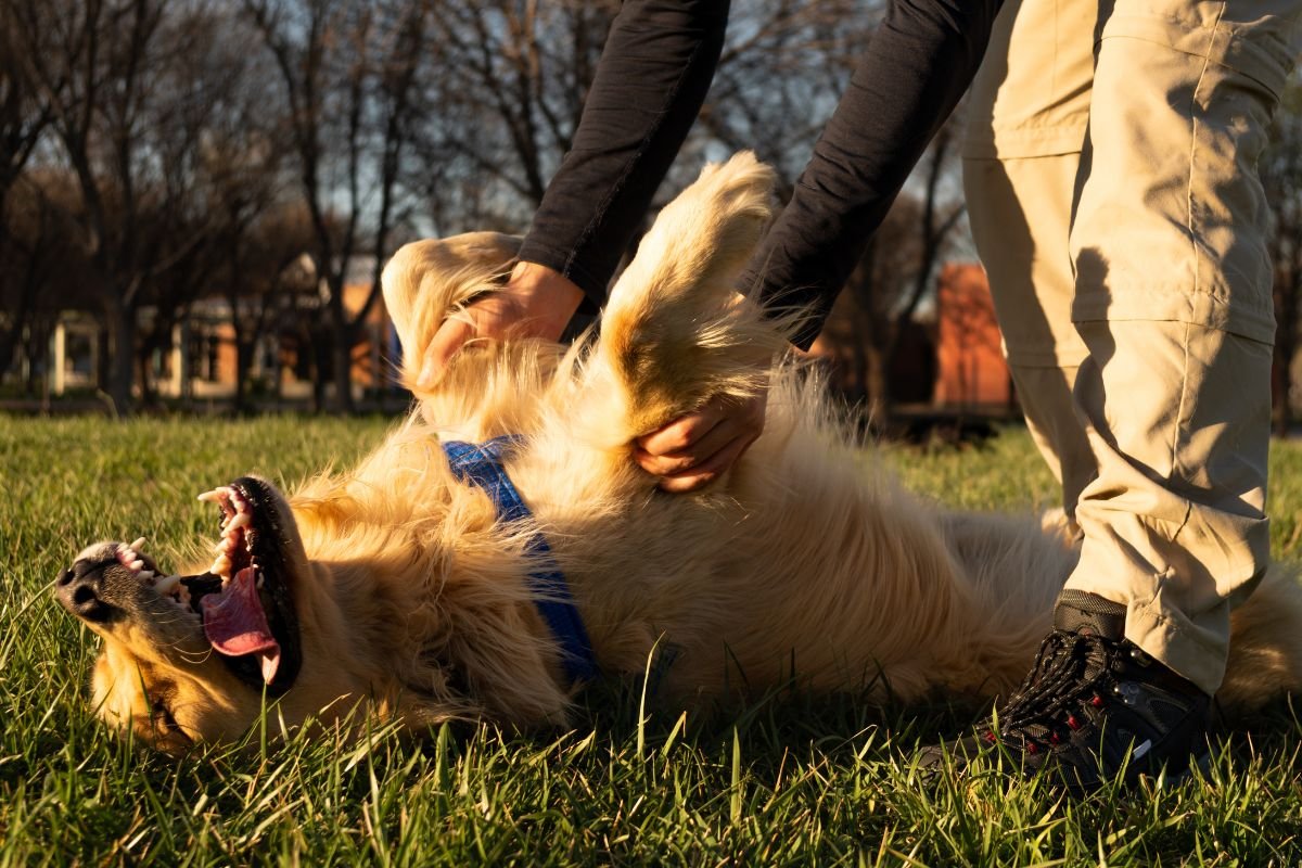 Golden Retrievers’ Favorite Petting Spots Golden Retrievers’ Favorite Petting Spots