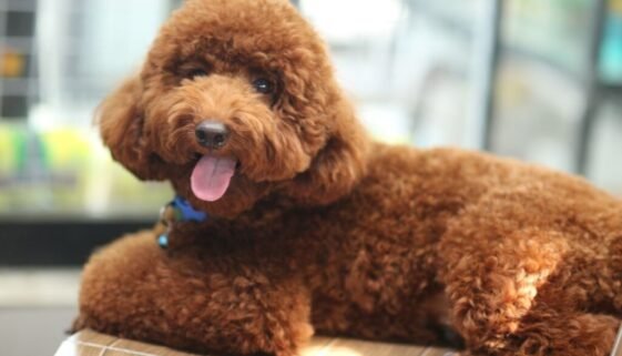 Do Poodles Have Sensitive Stomachs
