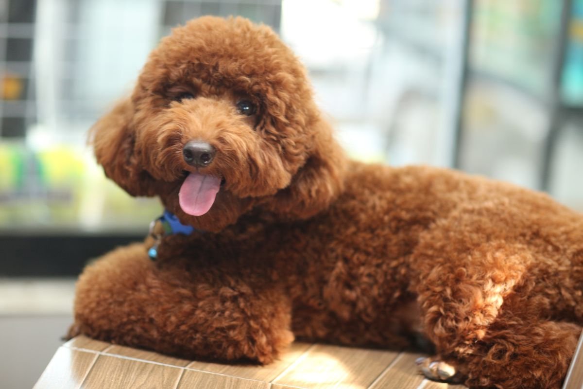 Do Poodles Have Sensitive Stomachs Do Poodles Have Sensitive Stomachs