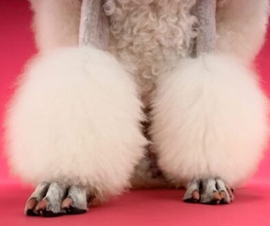 Do Poodles Have Dew Claws