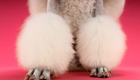 Do Poodles Have Dew Claws