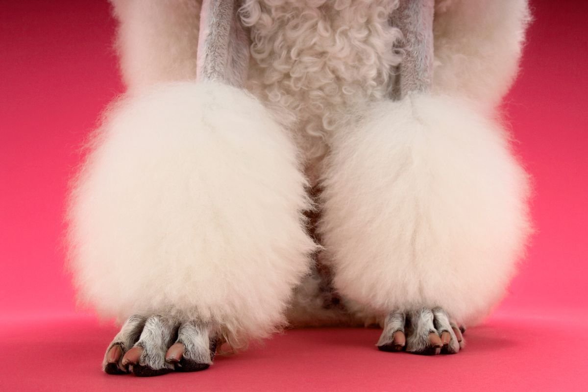 Do Poodles Have Dew Claws Do Poodles Have Dew Claws