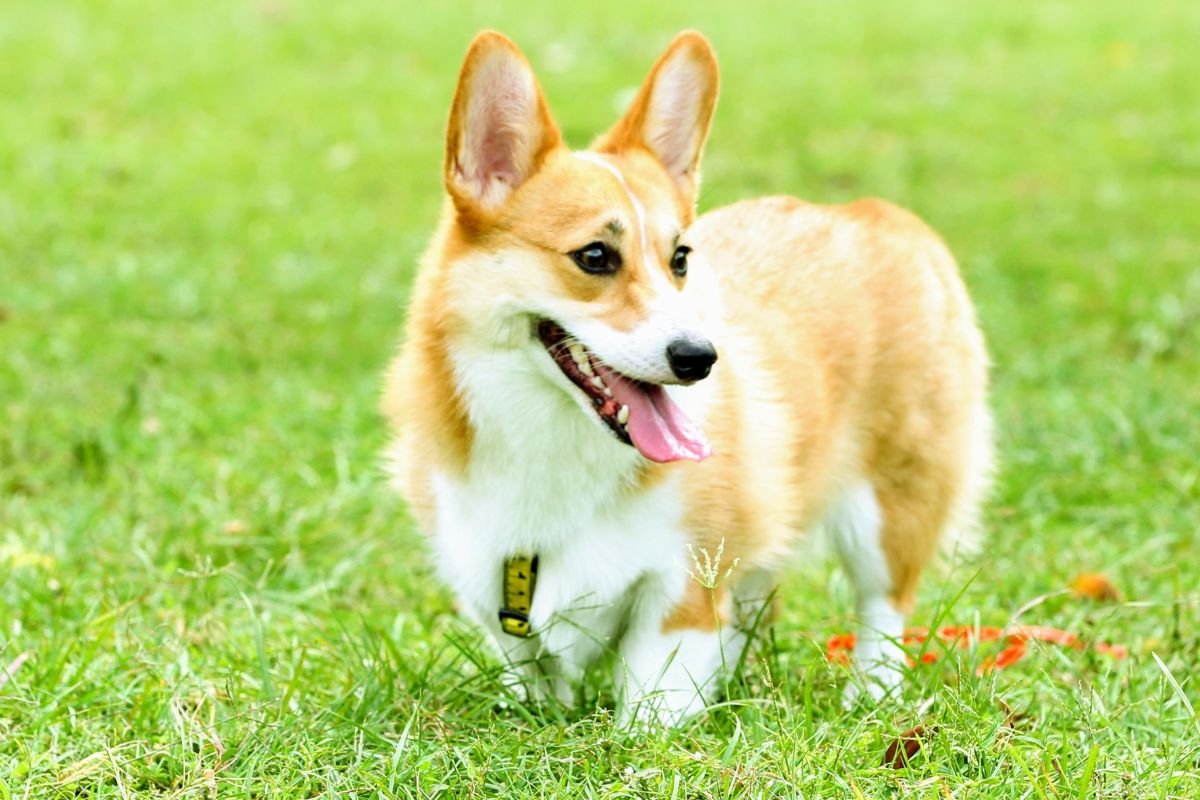 Corgi's Compatibility with Other Dogs Corgi's Compatibility with Other Dogs
