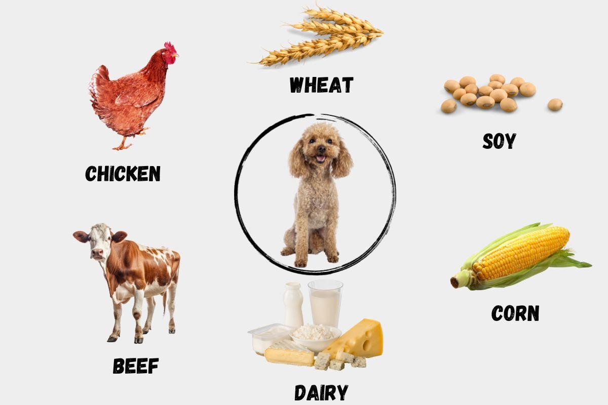 Allergies and Food Intolerances for Poodles Allergies and Food Intolerances for Poodles
