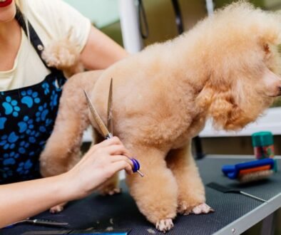 How Much Does It Cost to Groom a Standard Poodle